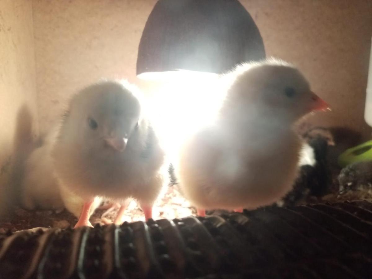 Farma Hermina Jilemnice Εξωτερικό φωτογραφία